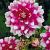 Decoratieve Priceless Pink