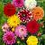 Decoratieve Mix