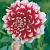 Fimbriated  Red and White Fubuki