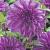 Decoratieve Lilac Time