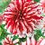 Decoratieve Penny Lane