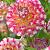 Decoratieve Hawaii NL
