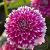 Decoratieve Fuzzy Wuzzy