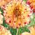 Decoratieve Lady Darlene