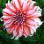 Decoratieve Dolly H