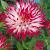 Cactus Dutch Explosion