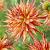 Cactus Marcanti