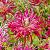 Cactus Hollyhill SpiderWoman