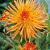Cactus Gold Crown