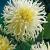 Cactus White Star