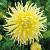 Semi-Cactus Yellow Star