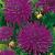 Cactus Purple Gem