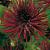 Cactus Nuit D'Ete