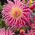 Cactus Stars Favourite