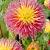 Semi-Cactus Fringed Star