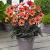 Single flowering Happy Days Red Flame