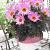 Single flowering Happy Days Pink