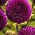 Ball  Boom Boom Purple