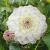 Decoratieve Eveline NL