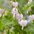Spectabilis Cupid