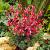 Formosa Luxuriant