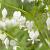 Spectabilis Alba