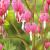 Spectabilis