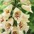 purpurea  Camelot Cream