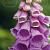 purpurea  Camelot Lavender