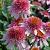 purpurea  Butterfly Kisses