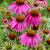 Purpurea