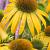 Purpurea Yellow