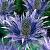 alpinum  Blue Star