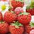 X Ananassa Raspy Strawberry