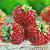 X Ananassa Framberry