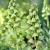 Persica Ivory Bells