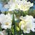 Double White