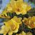 Double Yellow