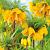 Imperialis Striped Beauty