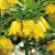 Imperialis Lutea