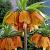 Imperialis Rubra