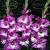 Large flowering Anouk