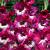 Large flowering Jo Jo