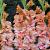 Large flowering Kissy Ruffle