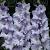 Large flowering Sweet Blue