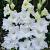 Large flowering Snowy Frizzle