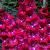 Small Flowering San Siro