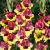 Small Flowering Vasto