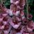 Small Flowering Torino