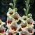 Small Flowering Messina
